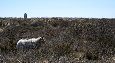 Duinen bij Monster met een schaap